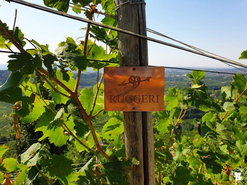 Cantina Ruggeri