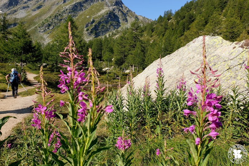 Lago d'Arpy